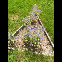 Borago officinalis (1)